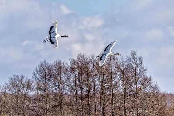 Japonya, Hokkaido 'nun Tsurui Ito Tancho Crane Senctuary' deki kırmızı taçlı turna..