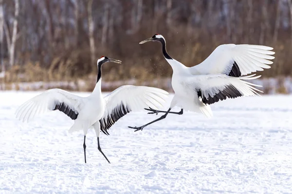 Japonya, Hokkaido 'nun Tsurui Ito Tancho Crane Senctuary' deki kırmızı taçlı turna..