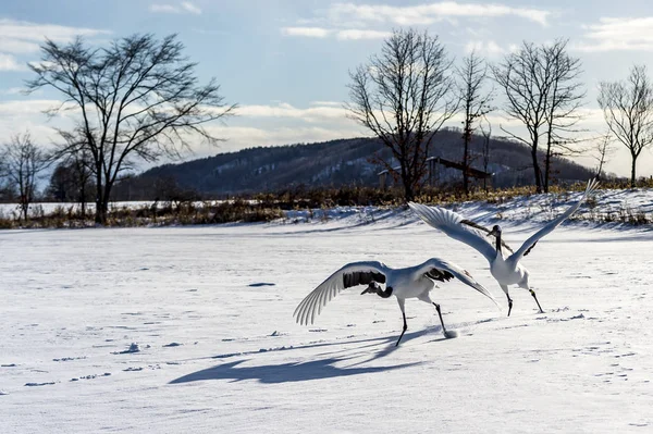 北海道 鶴居伊藤丹頂鶴の赤冠 — ストック写真