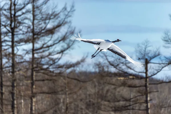 Japonya, Hokkaido 'nun Tsurui Ito Tancho Crane Senctuary' deki kırmızı taçlı turna..