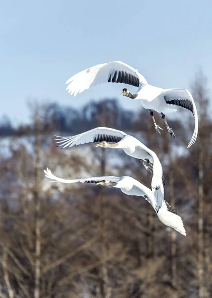 Grue Couronne Rouge Tsurui Ito Tancho Crane Senctuary Hokkaido Japon — Photo