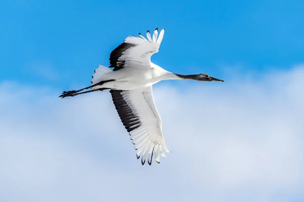 Japonya, Hokkaido 'nun Tsurui Ito Tancho Crane Senctuary' deki kırmızı taçlı turna..