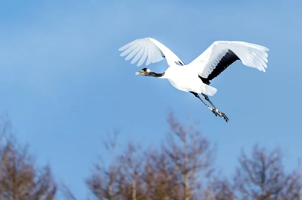 Grue Couronne Rouge Tsurui Ito Tancho Crane Senctuary Hokkaido Japon — Photo