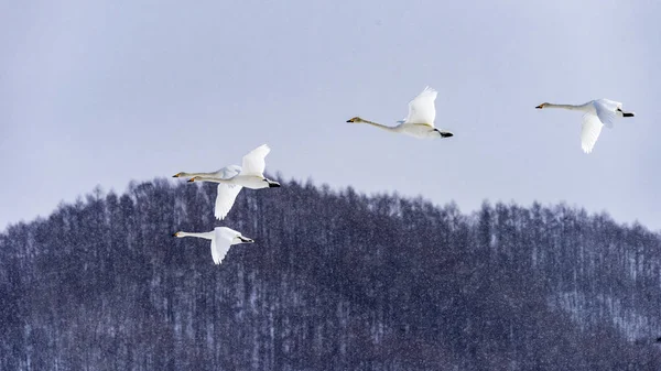 Cygne Tsurui Ito Tancho Grue Senctuaire Hokkaido Japon — Photo