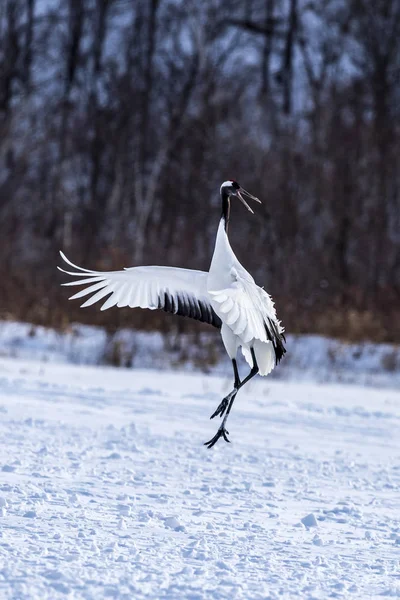 Der Rotgekrönte Kranich Tsurui Ito Tancho Kranich Senctuary Von Hokkaido — Stockfoto