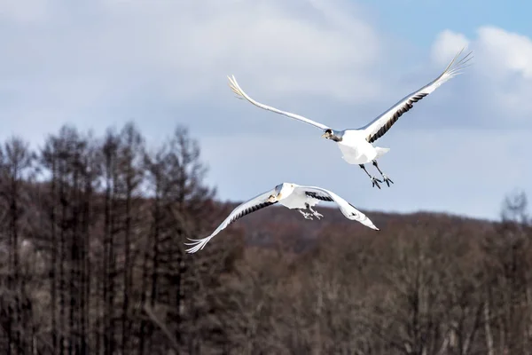 北海道 鶴居伊藤丹頂鶴の赤冠 — ストック写真