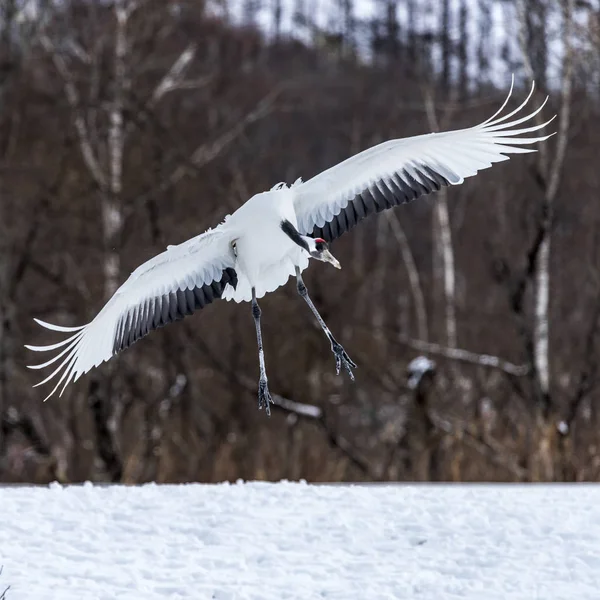 Der Rotgekrönte Kranich Tsurui Ito Tancho Kranich Senctuary Von Hokkaido — Stockfoto