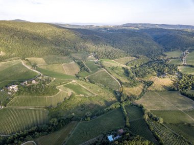 San Gimignano Üzüm Bağı