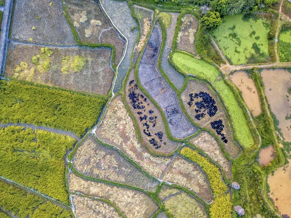 The rice field of the Zhaoxing Dong Village — Stock Photo, Image