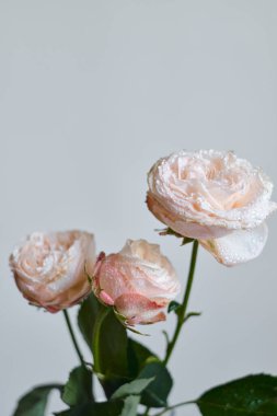 Su damlalı beyaz pembe güller. Gül yaprağı yakın plan. Güzel bir bahar buketi. Taze çiçek getirdim. Taze çiçek demeti. Sevdiğin birinden romantik bir sürpriz.