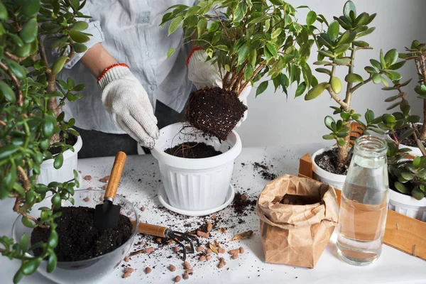 Flickträdgårdsmästare Planterar Blommor Transplantationshus Odling Blomkruka Naturlig Grönska Hemmet Växtvård — Stockfoto