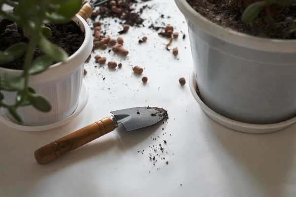 Garota Jardineiro Plantando Flores Planta Transplantes Cultivo Vaso Flores Vegetação — Fotografia de Stock