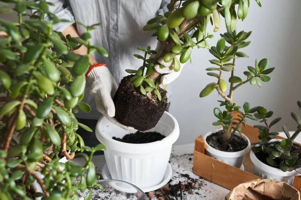 Garota Jardineiro Plantando Flores Planta Transplantes Cultivo Vaso Flores Vegetação — Fotografia de Stock