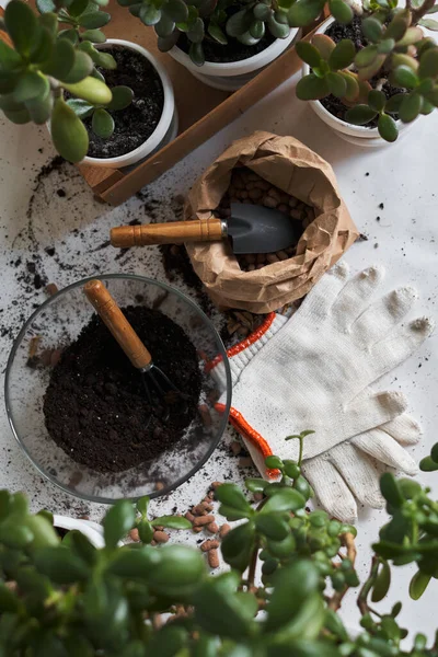 Garota Jardineiro Plantando Flores Planta Transplantes Cultivo Vaso Flores Vegetação — Fotografia de Stock