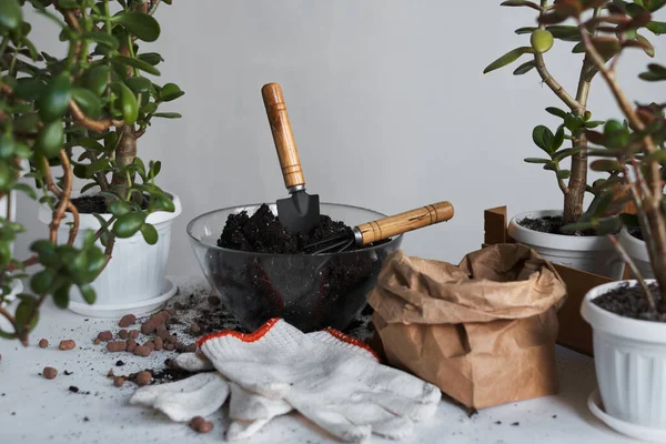 Garota Jardineiro Plantando Flores Planta Transplantes Cultivo Vaso Flores Vegetação — Fotografia de Stock