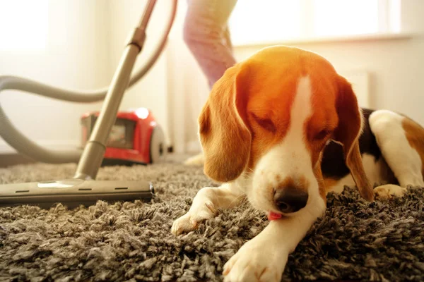 Menina Faz Limpeza Com Aspirador Lado Dela Beagle Fazer — Fotografia de Stock