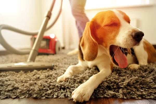 The girl does the cleaning with a vacuum cleaner, next to her is a beagle do