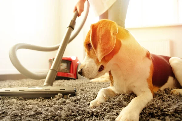 Menina Faz Limpeza Com Aspirador Lado Dela Beagle Fazer — Fotografia de Stock