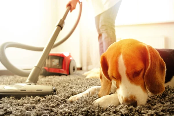 Chica Hace Limpieza Con Una Aspiradora Junto Ella Hay Beagle — Foto de Stock