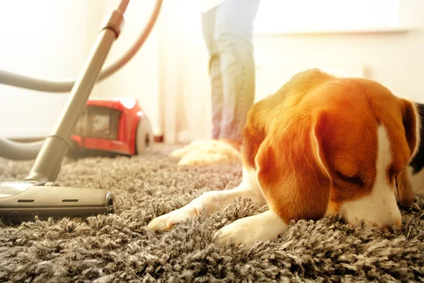 Girl Does Cleaning Vacuum Cleaner Next Her Beagle — Stock Photo, Image