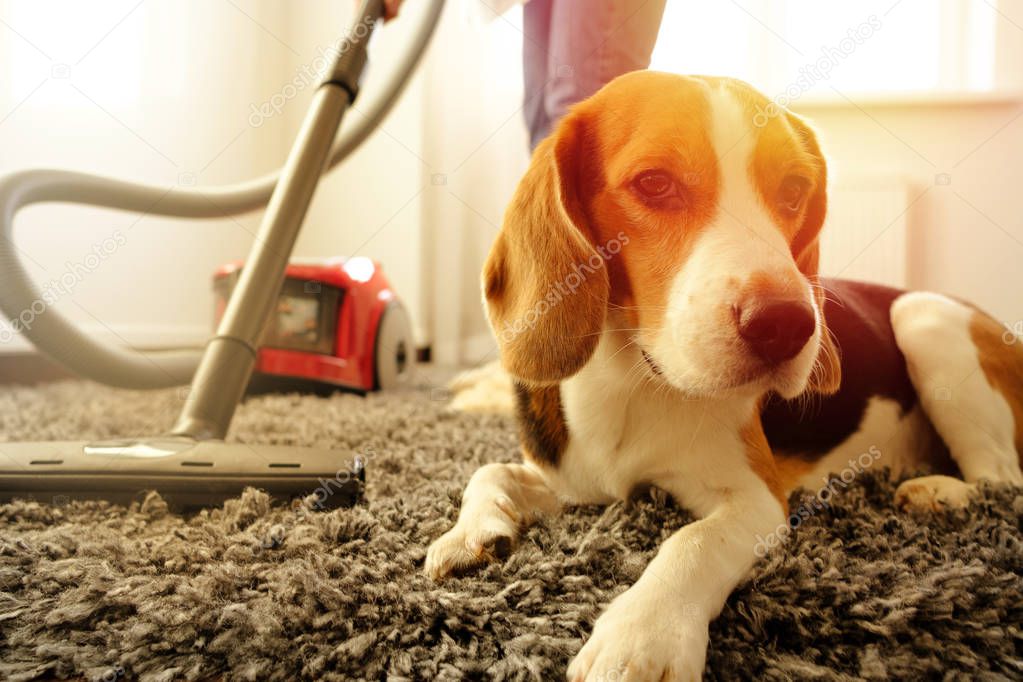 The girl does the cleaning with a vacuum cleaner, next to her is a beagle do