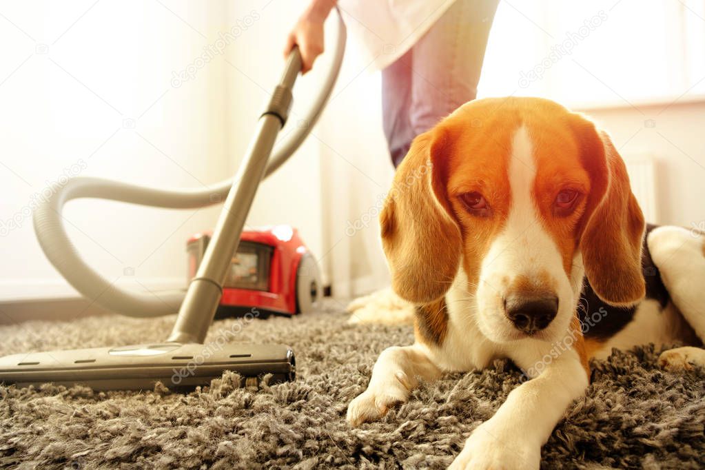 The girl does the cleaning with a vacuum cleaner, next to her is a beagle do