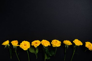 Çiçek kompozisyon. Siyah bir zemin üzerine sarı çiçek çerçeve yaptı. Paskalya, bahar, yaz konsepti. Düz yatıyordu, top vie