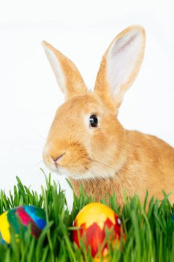 Paskalya tavşanına da boyalı yumurta beyaz zemin üzerine yeşil çim