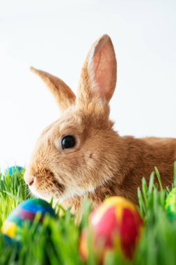 Paskalya tavşanına da boyalı yumurta beyaz zemin üzerine yeşil çim