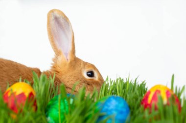 Paskalya tavşanına da yeşil çim üzerinde beyaz adam boyalı yumurta