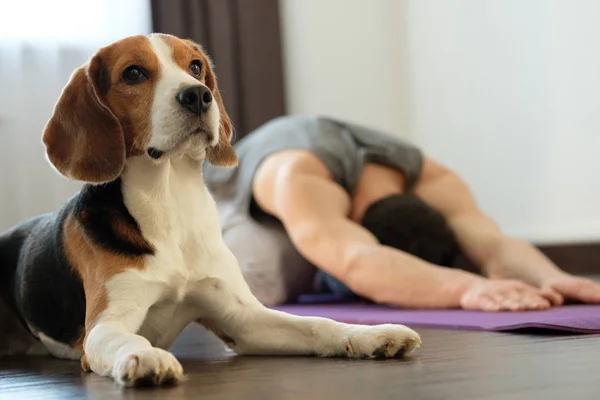 Fyren Øver Yoga Derhjemme Med Hund - Stock-foto