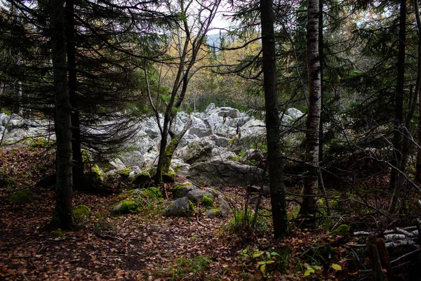 Gün batımında sessiz sonbahar orman