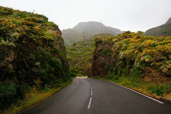 Winding Mountain Road Surrounded Green Forest — 스톡 사진