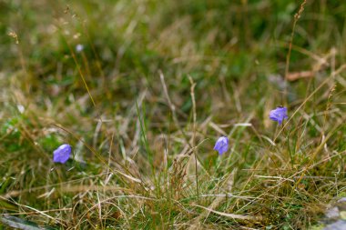 Ormandaki kuru otların arasında çimenlerde mavi çanlar