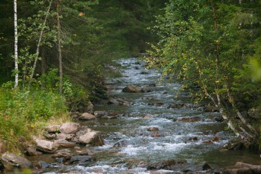 Dağ nehri kayalık bir yüzeyden akar..