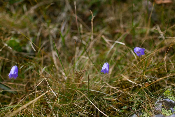 Blue Bells Grass Dry Grass Forest — Stock Photo, Image