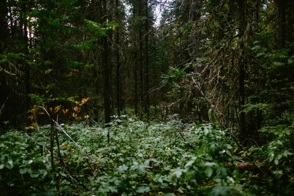 Quiet Autumn Forest Sunset — Stock Photo, Image