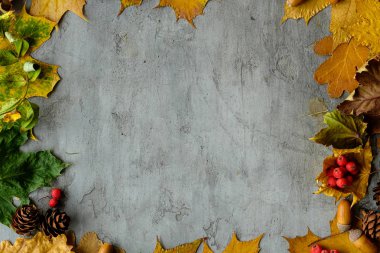 Sonbahar dekorasyon, koni, meşe palamudu ve gri bir masaüstü, üst görünümde sarı yaprakları ile aranjman arka plan yaprakları. Sonbahar çalışma alanı. Yazıt ve günlük için yer