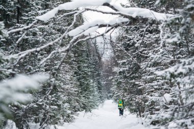 Dağlarda güzel karlı kış ormanı