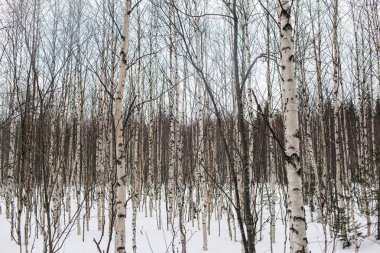 Dağlarda güzel karlı kış ormanı