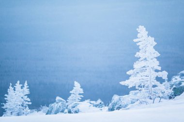 Dağlarda güzel karlı kış ormanı