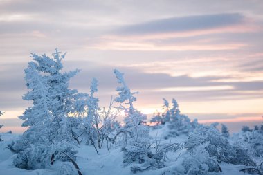 Dağlarda güzel karlı kış ormanı
