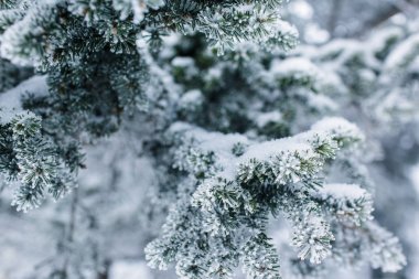 Dağlarda güzel karlı kış ormanı