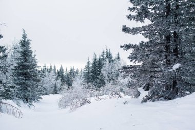Dağlarda güzel karlı kış ormanı