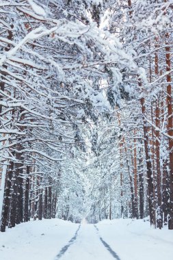 Dağlarda güzel karlı kış ormanı