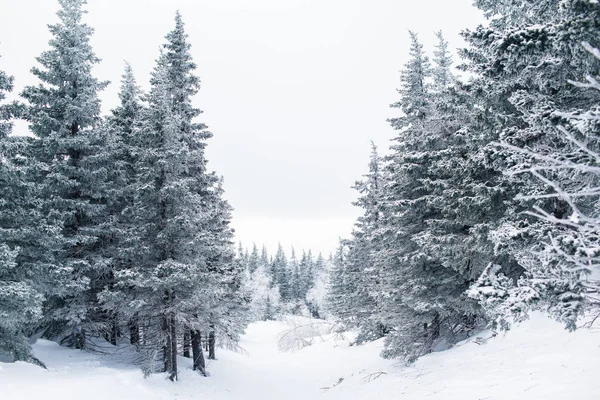 Όμορφο Χιονισμένο Χειμερινό Δάσος Στα Βουνά — Φωτογραφία Αρχείου