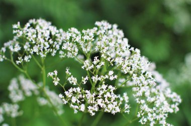 Ormanda beyaz çiçekler. Makro duvar kağıdını kapat.