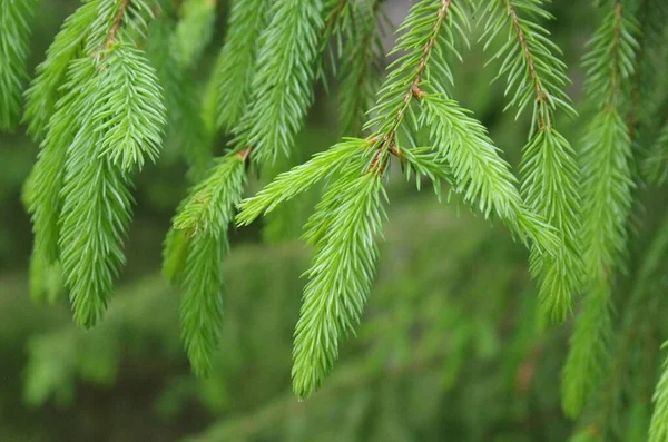 Ramas Árboles Navidad Jóvenes Cerca Fondo Pantalla Vista — Foto de Stock