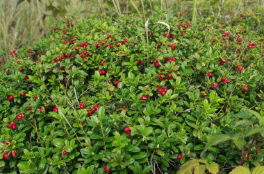 Yeşil yapraklı Lingonberry. Ormanda olgunlaşmış yabani inek üzümü çalısı. Kırmızı çilek. 
