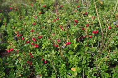 Yeşil yapraklı Lingonberry. Ormanda olgunlaşmış yabani inek üzümü çalısı. Kırmızı çilek. 